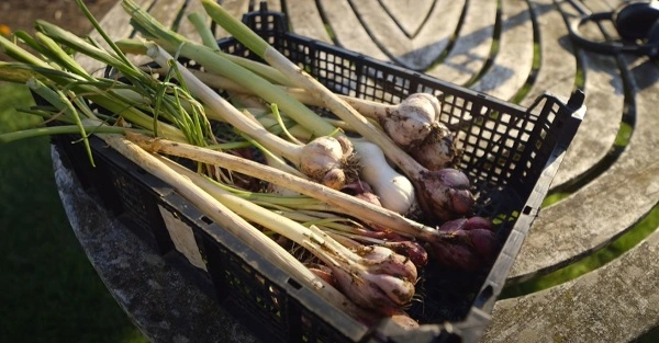 A full harvest of a wide range of quality of the various heads