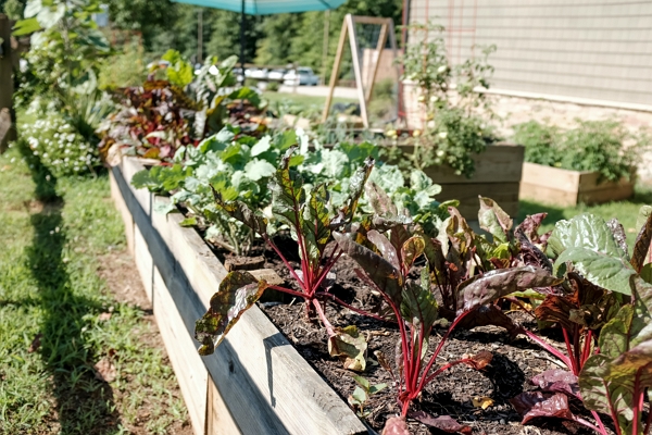 A vegetable garden