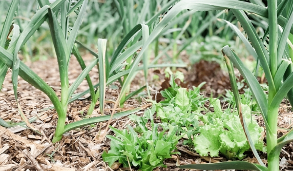 Garlic and salads growing together