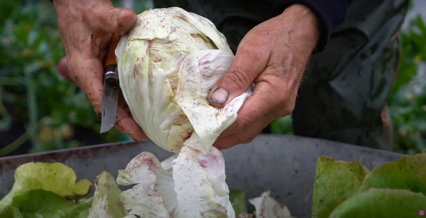 A man cleaning a lettuce