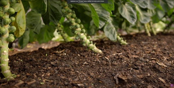 Bruxel sprouts growing in woody compost