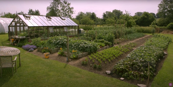 Homeacres garden is full with vegetables