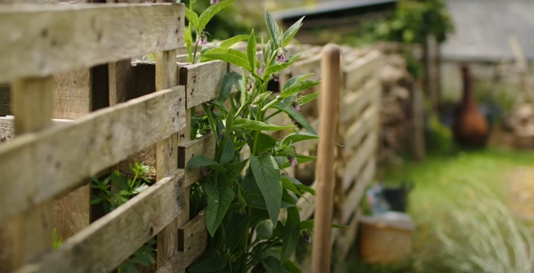 Comfrey growing near a compost heap