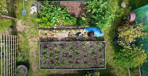 Someone watering a path between 2 garden beds