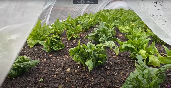 A bed of spinach