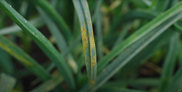 Rust disease on a leak