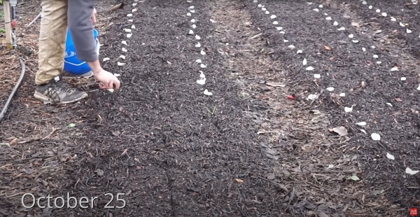 Setup garlic on mulch