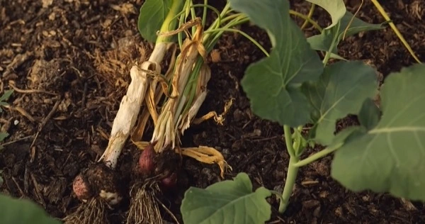 Example of a garlic left too long in the soil after being ready (the one of the right) compared to one garlic just right (the one of the left).