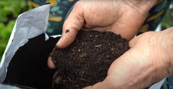 Homemade compost