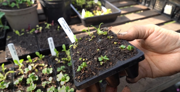 Homemade compost