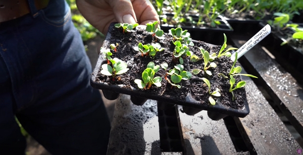 Tray from Yorkshire’s compost