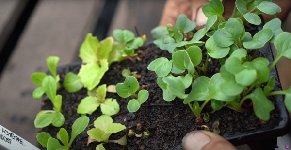 Homemade compost