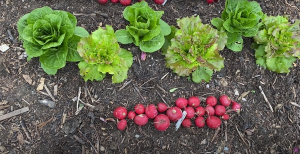 Homemade compost