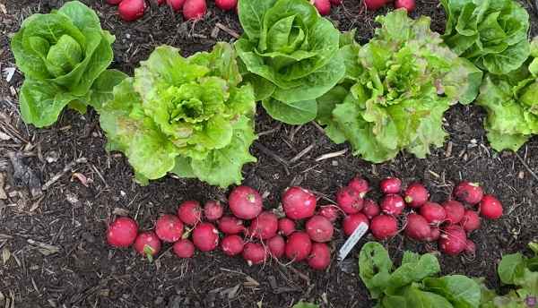 Tray from Yorkshire’s compost