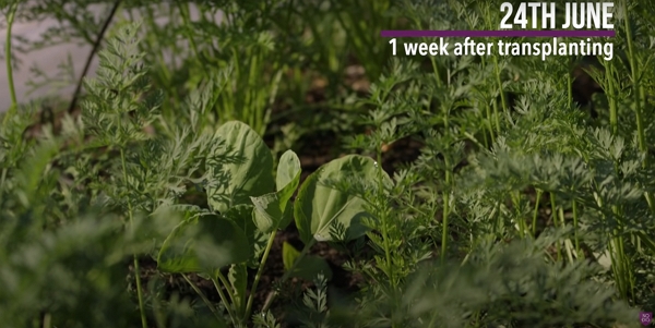 Carrots with Brussels sprouts in the same garden bed