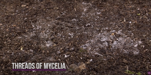 Threads of mycelia