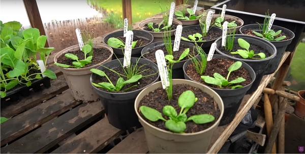 13 2-liter pots with spinach and spring onions