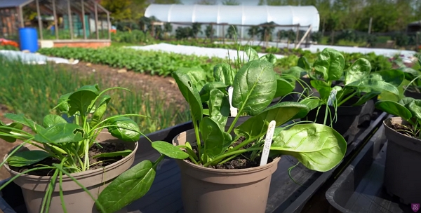 Day 16: spinach in multiple pots