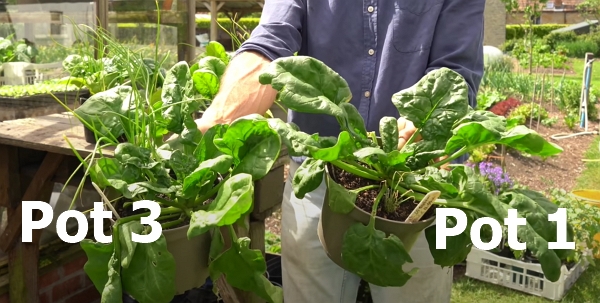 Even better results comparing pot 1 and pot 3