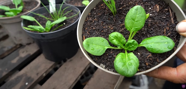 Spinach and spring onions in a pot