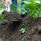 A shovel earthing up a plant of potatoes