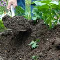 A shovel earthing up a plant of potatoes