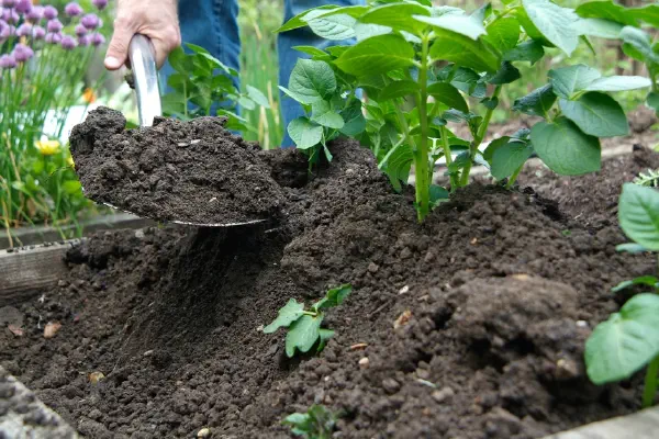 A shovel earthing up a plant of potatoes
