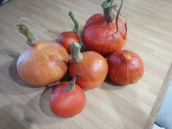 Six kuri squashes