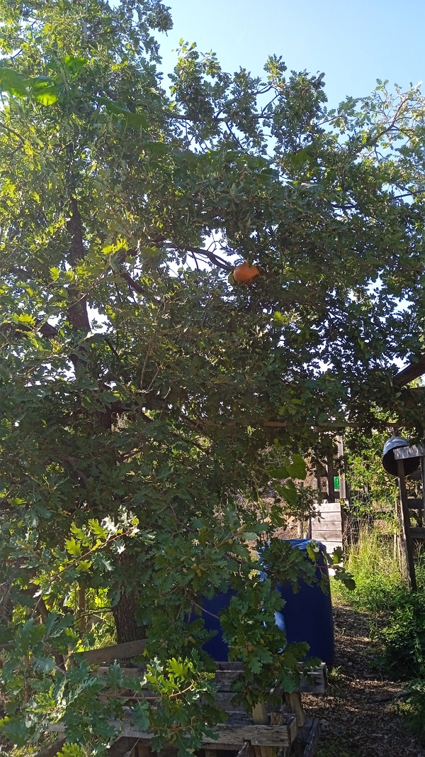 A pumpoak, a pumpkin variety of Ardèche 🤣