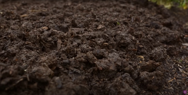 A close-up of some nice looking compost