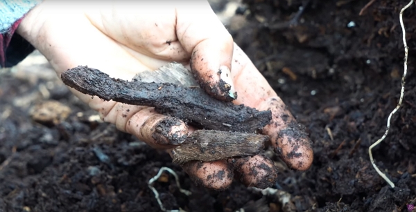 Large chunks of woods left in 3-year-old woodchip compost