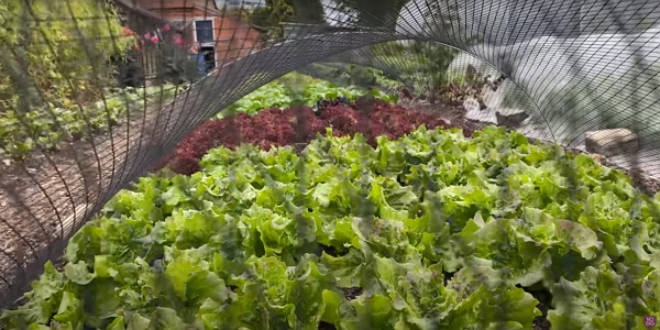 Another strip of lettuce just over three weeks old