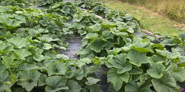 Butternut squash plants