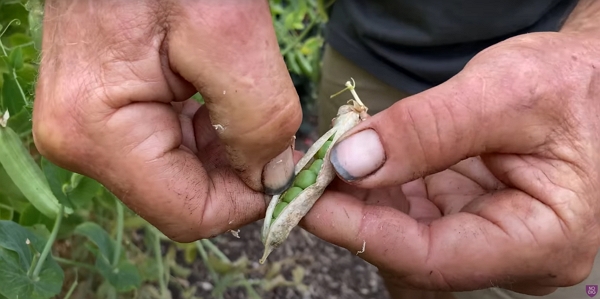 A dried pod of peas