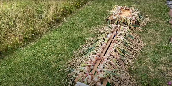 Drying onions on a pallet-like wood structure to keep onions off the ground after harvesting.