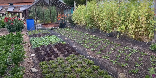 Two strips of lettuces with a net over them