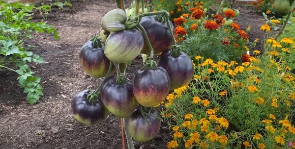 Sergeant Pepper tomatoes