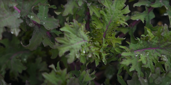 A patch of a red Russian kale