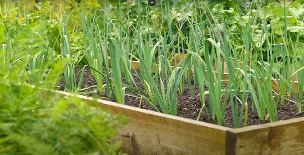 Young garlic