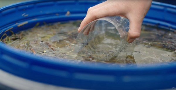 Someone fills a plastic bottle with liquid from a barrel filled with herbs