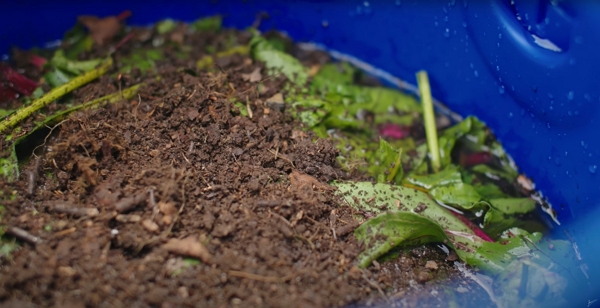 Leaf mold on top of some green leaves soaked in water