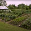 Homeacres garden is full with vegetables