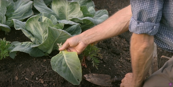 A slug attack on cabbage leaf