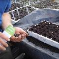 A seedling tray with Charles ready to sow some seeds