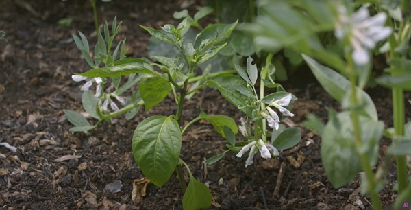 Close up of the Leaves of a pepper plant