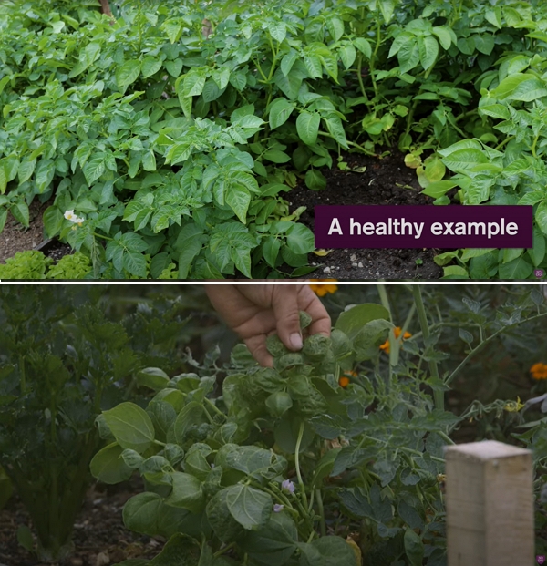 Potato plants compared