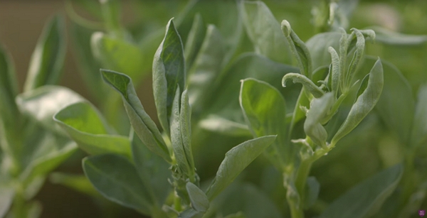 Close up of the leaves of a plant