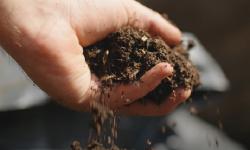 A hand full of compost