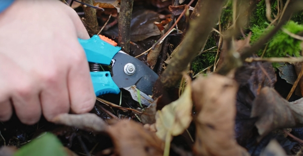 A stem being cut