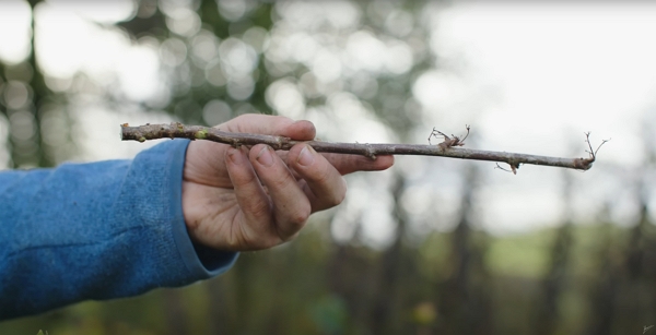 A blackcurrant stem